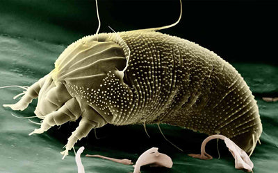 Efficacy of Steam Vapor on Dust Mite Allergens